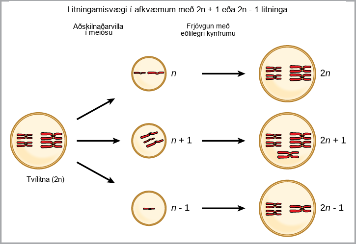 Aneuploidy results when chromosomes fail to separate correctly during meiosis. As a result, one gamete has one too many chromosomes, shown as n plus 1, and the other has one too few, shown as n minus 1. When the n + 1 gamete fuses with a normal gamete, the resulting zygote has 2 n + 1 chromosomes. When the n minus 1 gamete fuses with a normal gamete, the resulting zygote has 2 n minus 1 chromosomes.
