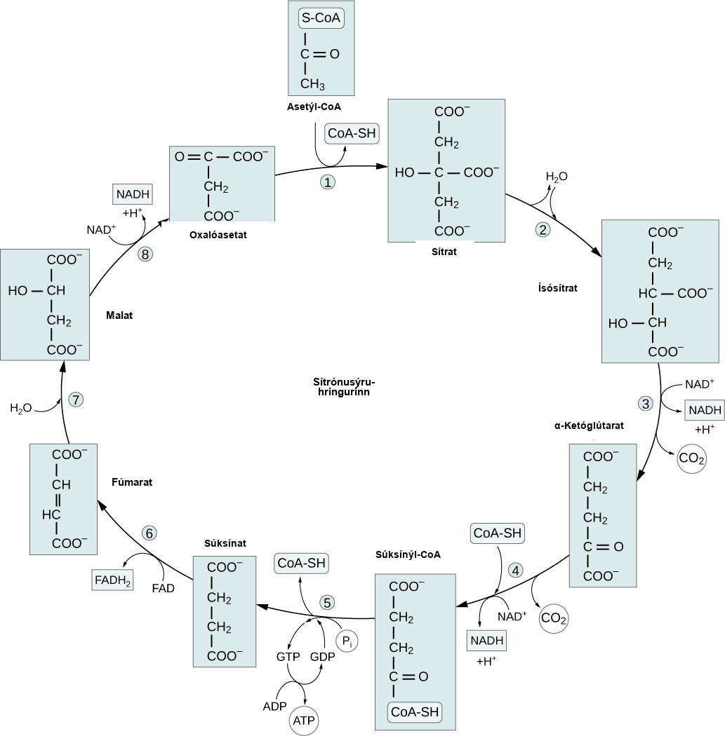 This illustration shows the eight steps of the citric acid cycle. In the first step, the acetyl group from acetyl uppercase C lower case o upper case A is transferred to a four-carbon oxaloacetate molecule to form a six-carbon citrate molecule. In the second step, citrate is rearranged to form isocitrate. In the third step, isocitrate is oxidized to alpha-ketoglutarate. In the process, one N A D H is formed from N A D superscript plus sign baseline; and one carbon dioxide is released. In the fourth step, alpha-ketoglutarate is oxidized and upper C lower o upper A is added, forming succinyl upper C lower o upper A. In the process, another N A D H is formed and another carbon dioxide is released. In the fifth step, upper C lower o upper A is released from succinyl upper C lower o upper A, forming succinate. In the process, one G T P is formed, which is later converted into A T P. In the sixth step, succinate is oxidized to fumarate, and one F A D is reduced to F A D H subscript 2 baseline. In the seventh step, fumarate is converted into malate. In the eighth step, malate is oxidized to oxaloacetate, and another N A D H is formed.