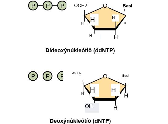 A deoxynucleotide consists of a deoxyribose sugar, a base, and three phosphate groups. Dideoxyribose is identical to deoxyribose except that the hydroxyl, upper case O upper case H, group at the 3 prime position is replaced by upper case H. A 3 prime hydroxyl is necessary for elongation of the D N A chain, and the chain therefore stops growing if a dideoxyribose instead of deoxyribose is incorporated into the growing chain.