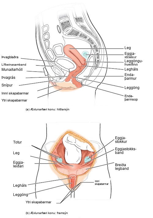 Side and front views of female reproductive organs are shown. The vagina is wide at the bottom, and narrows into the cervix. Above the cervix is the uterus, which is shaped like a triangle pointing down. Fallopian tubes extend from the top sides of the uterus. The Fallopian tubes curve back in toward the uterus, and end in fingerlike appendages called fimbriae. The ovaries are located between the fimbriae and the uterus. The urethra is located in front of the vagina, and the rectum is located behind. The clitoris is a structure located in front of the urethra. The labia minora and labia majora are folds of tissue on either side of the vagina.