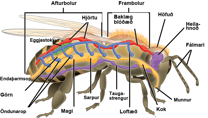 The illustration shows the anatomy of a bee. The overall body plan consists of a head, a thorax, and an abdomen region, with antennae attached to the head. The digestive system consists of a mouth, pharynx, crop, stomach, intestine, and anus. The respiratory system consists of spiracles, or openings, along the side of the bee’s body that connect to tracheas that run up and join a larger dorsal tube that connects all the spiracles together. The circulatory system consists of a dorsal blood vessel that has multiple hearts along its length. The nervous system consists of cerebral ganglia in the head that connect to a ventral nerve cord with segmented ganglia. An ovary is illustrated and located in the dorsal mid abdomen portion of the body.