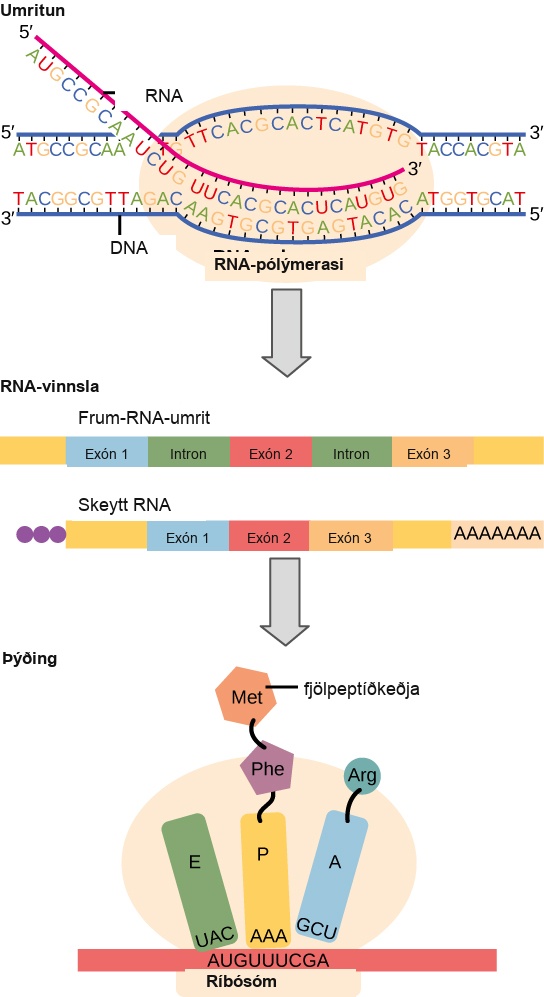 To make a protein, genetic information encoded by the D N A must be transcribed onto an m R N A molecule. The R N A is then processed by splicing to remove exons and by the addition of a 5 prime cap and a poly A tail. A ribosome then reads the sequence on the m R N A, and uses this information to string amino acids into a protein.
