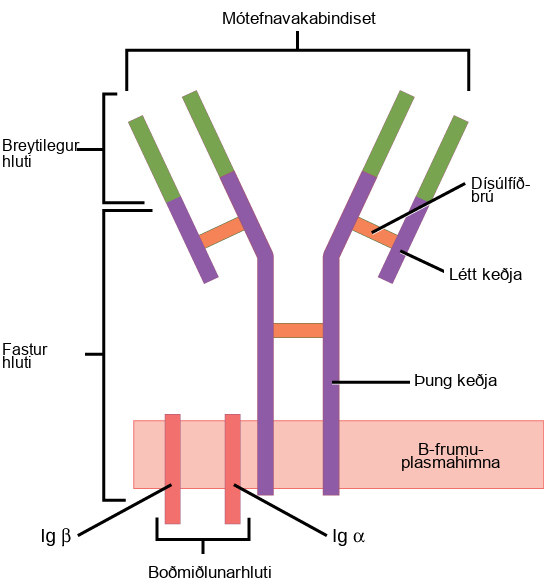 Illustration shows a B cell receptor that has two column-like subunits, called heavy chains, projecting up from the plasma membrane. Each column bends away from the other about halfway up, resulting in a Y-shaped structure. Two shorter subunits, called light chains, join the heavy chains after the bend. The upper portion of both the light and heavy chains is the variable region that makes up the antigen binding site. The bottom of both light and heavy chains forms the constant region. The signal transduction region consists of two proteins, I g beta and I g alpha, embedded in the plasma membrane, with projections on the cytoplasmic side.