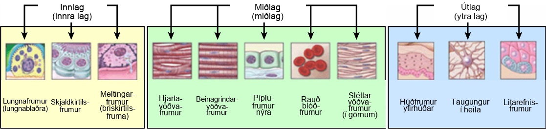 Illustration shows cells associated with the internal endoderm, the middle mesoderm, and the external ectoderm. Lung, thyroid and digestive tissues are associated with the endoderm. Muscle, kidney and blood cells are associated with the mesoderm. Skin, neurons, and pigment cells are associated with the ectoderm.