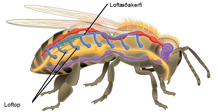 The illustration shows the tracheal system of a bee. Openings called spiracles appear along the side of the body. Vertical tubes lead from the spiracles to a tube that runs along the top of the body from front to back.