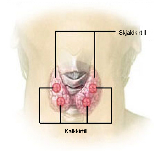The parathyroid glands are round structures located on the surface of the right and left lobes of the thyroid gland. In the illustration shown, there are two parathyroid glands on each side, and one is located above the other.