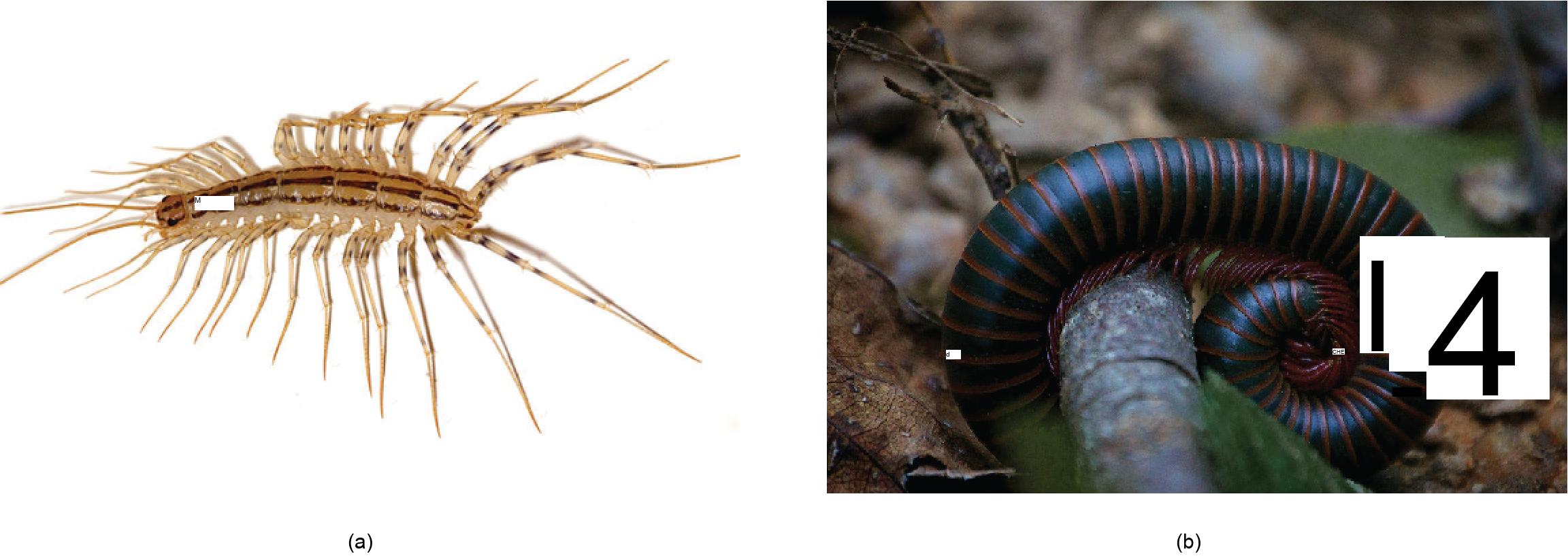 (a) Centipede Scutigera coleoptrata, with 15 pairs of legs, tan body with brown stripes along the length. (b) North American millipede Narceus americanus, with hundreds of legs, cylindrical black body, and brown rings separating segments.