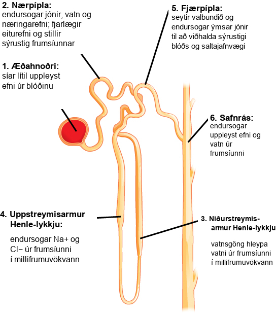 Illustration labels parts of a nephron and their function. The nephron begins at the glomerulus, a spherical structure that filters small solutes from the blood. The filtrate then enters a winding proximal convoluted tubule, which reabsorbs ions, water, and nutrients, and removes toxins and adjusts the filtrate p H. The proximal convoluted tubule empties into the descending loop of Henle. Aquaporins in the descending loop allow water to pass from the filtrate to the interstitial fluid. The descending loop of Henle turns into the ascending loop of Henle. Both the descending loop and ascending loop are thin at the bottom, and turn thick about a third of the way up. In the ascending loop of Henle, sodium and chlorine ions are reabsorbed from the filtrate into the interstitial fluid. The ascending loop of Henle empties into the distal convoluted tubule, which selectively secretes and absorbs ions to maintain blood p H and electrolyte balance. The distal convoluted tubule empties into a collecting duct, which reabsorbs water and solutes from the filtrate. The collecting duct travels down, toward the middle of the kidney.