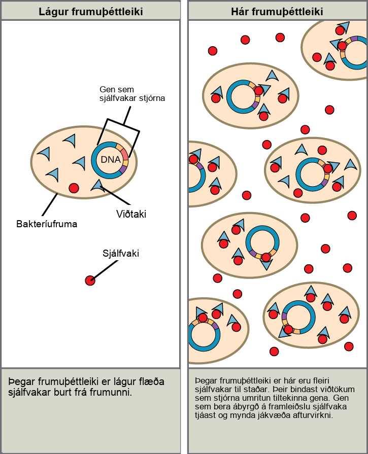 The left part of this illustration shows a single bacterial cell. The cell produces autoinducers, which diffuse away from the cell and cannot bind the intracellular receptor. The right part of this illustration shows many bacterial cells. More autoinducers are present, which bind receptors that in turn bind DNA and regulate the expression of certain genes. Autoinducer gene expression is turned on, resulting in a positive-feedback loop.