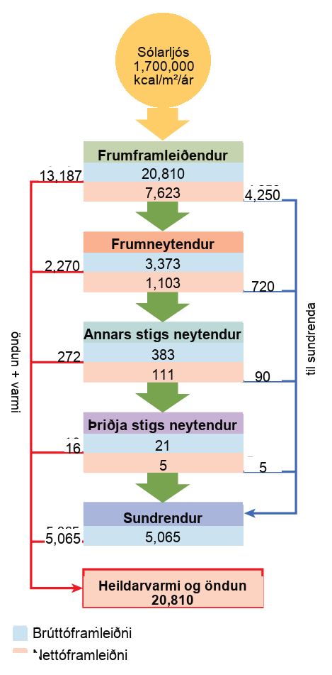 Flow chart shows that the ecosystem absorbs 1,700,00 calories per meter squared per year of sunlight. Primary producers have a gross productivity of 20,810 calories per meter squared per year. 13,187 calories per meter squared per year is lost to respiration and heat, so the net productivity of primary producers is 7,623 calories per meter squared per year. 4,250 calories per meter squared per year is passed on to decomposers, and the remaining 3,373 calories per meter squared per year is passed on to primary consumers. Thus, the gross productivity of primary consumers is 3,373 calories per meter squared per year. 2,270 calories per meter squared per year is lost to heat and respiration, resulting in a net productivity for primary consumers of 1,103 calories per meter squared per year. 720 calories per meter squared per year is lost to decomposers, and 383 calories per meter squared per year becomes the gross productivity of secondary consumers. 272 calories per meter squared per year is lost to heat and respiration, so the net productivity for secondary consumers is 111 calories per meter squared per year. 90 calories per meter squared per year is lost to decomposers, and the remaining 21 calories per meter squared per year becomes the gross productivity of tertiary consumers. Sixteen calories per meter squared per year is lost to respiration and heat, so the net productivity of tertiary consumers is 5 calories per meter squared per year. All this energy is lost to decomposers. In total, decomposers use 5,065 calories per meter squared per year of energy, and 20,810 calories per meter squared per year is lost to respiration and heat.