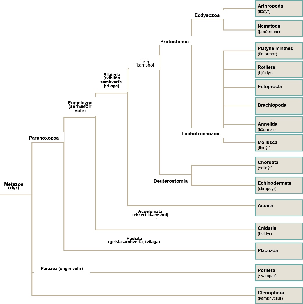 The phylogenetic tree of metazoans, or animals, branches into parazoans with no tissues (sponges) together with Ctenophora as sister branches, and Parahoxozoa which branches into Placozoa and Eumetazoans with specialized tissues. Eumetazoans branch into Radiata, diploblastic animals with radial symmetry, and Bilateria, triploblastic animals with bilateral symmetry. Radiata includes cnidarians. Bilateria branches into Acoela, which have no body cavity, and Protostomia and Deuterostomia, which possess a body cavity. Deuterostomes include chordates and echinoderms. Protostomia branches into Lophotrochozoa and Ecdysozoa. Ecdysozoa includes arthropods and nematodes, or roundworms. Lophotrochozoa includes Mollusca, Annelida, Brachopoda, Ectoprocta, Rotifera, and Platyhelminthes.