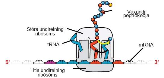 An illustration of a ribosome is shown. m R N A sits between the large and small subunits. t R N A molecules bind the ribosome and add amino acids to the growing peptide chain.