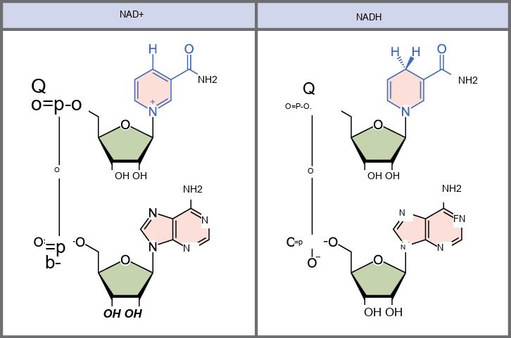 This illustration shows the molecular structure of N A D superscript plus sign baseline and N A D H. Both compounds are composed of an adenine nucleotide and a nicotinamide nucleotide, which bond together to form a dinucleotide. The nicotinamide nucleotide is at the 5 prime end, and the adenine nucleotide is at the 3 prime end. Nicotinamide is a nitrogenous base, meaning it has nitrogen in a six-membered carbon ring. In N A D H, one extra hydrogen is associated with this ring, which is not found in N A D superscript plus sign baseline.