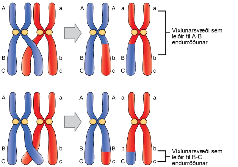 A homologous pair of chromosomes has three genes, named A, B, and C. Gene A is located near the top of the chromosome, and genes B and C are located close together near the bottom. Each chromosome has different A, B, and C alleles. The alleles may recombine if a crossover occurs between them, so that genetic material from one chromosome is swapped with another. Genes A and B are far apart on the chromosome such that a crossover event occurring almost anywhere in the chromosome will result in the recombination of alleles for these genes. Genes B and C are much closer together, so only crossovers occurring in a very narrow region will result in recombination of these genes.