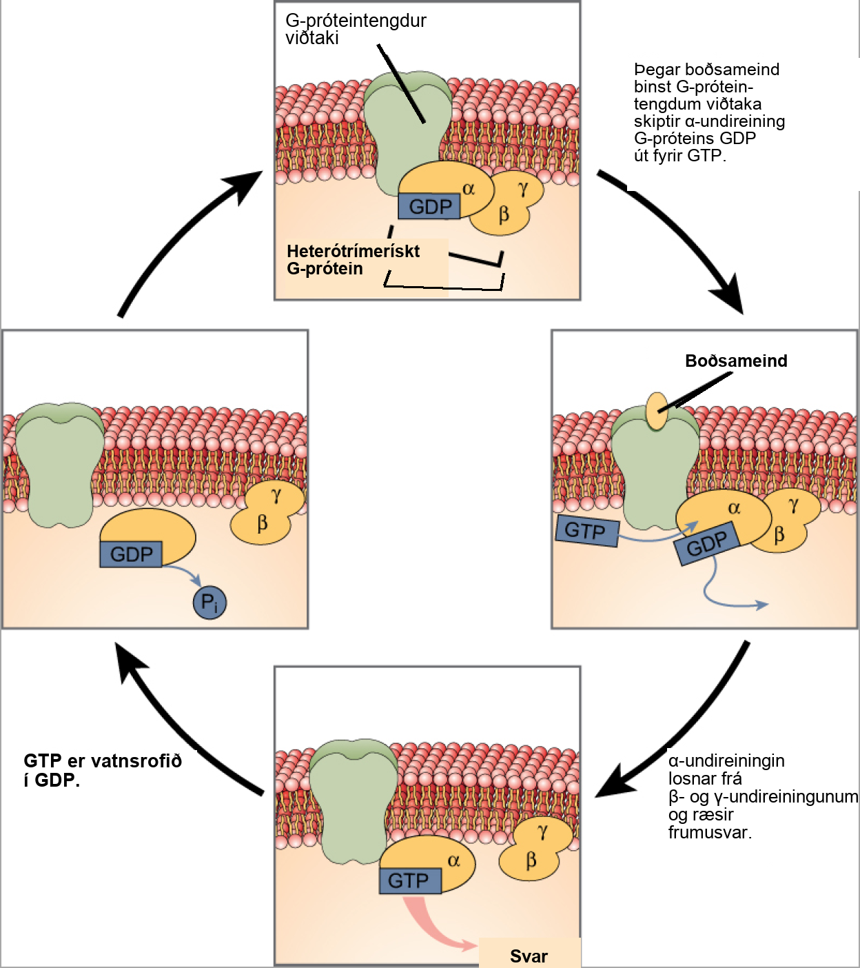This illustration shows the activation pathway for a heterotrimeric G protein, which has three subunits: alpha, beta, and gamma, all associated with the inside of the plasma membrane. When a signaling molecule binds to a G protein-coupled receptor in the plasma membrane, a G D P molecule associated with the alpha subunit is exchanged for G T P. The alpha subunit dissociates from the beta and gamma subunits and triggers a cellular response. Hydrolysis of G T P to G D P terminates the signal.