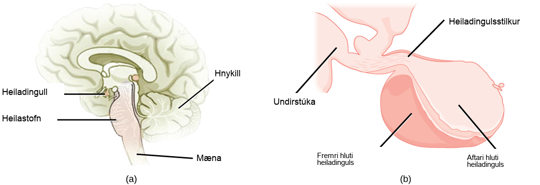 The pituitary gland sits at the base of the brain, just above the brain stem. It is lobe-shaped and hangs down from the hypothalamus, to which it is connected to via a narrow stalk. The anterior part of the pituitary is toward the front, and the posterior end is toward the back.