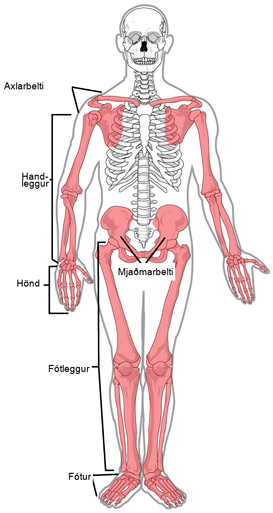 Illustration shows the appendicular skeleton, which consists of arms, legs, shoulder bones, and the pelvic girdle.