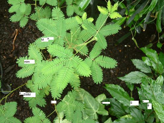 A photograph of the Mimosa pudica shows a plant with many tiny leaves connected to a central stem. Four of these stems connect together.