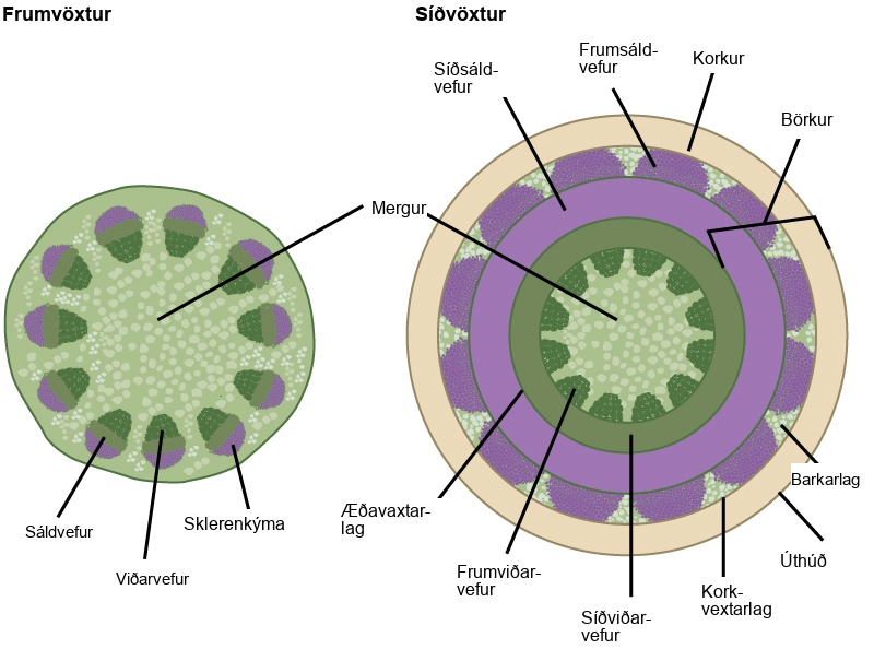 Left illustration shows a cross section of a woody stem undergoing primary growth. At the core of the stem is pith. Toward the outside are egg-shaped vascular bundles. Xylem is located toward the inside of the vascular bundle, and phloem is in the middle. Sclerenchyma cap the outside of the bundle. Right illustration shows a cross section of a woody stem undergoing secondary growth. As in primary growth, the core of the stem is pith. Outside the pith is a ring of secondary xylem. Rounded bundles of primary xylem tissue project from this ring into the pith. Outside the secondary xylem is a ring of secondary phloem tissue. The vascular cambium separates the xylem from the phloem. Outside the secondary phloem is the cortex layer. Bundles of primary phloem project outward from the secondary phloem into the cortex. A cork ring surrounds the cortex. The cork is separated from the cortex by a thin cork cambium. The bark of the tree extends from the vascular cambium to the epidermis.