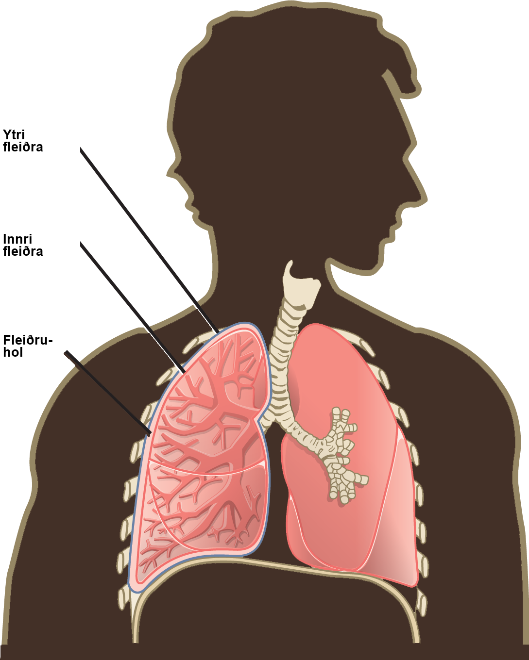 The illustration shows human lungs. Each lung is covered by an inner visceral pleura and an outer parietal pleura. The intrapleural space is the space between the two membranes.
