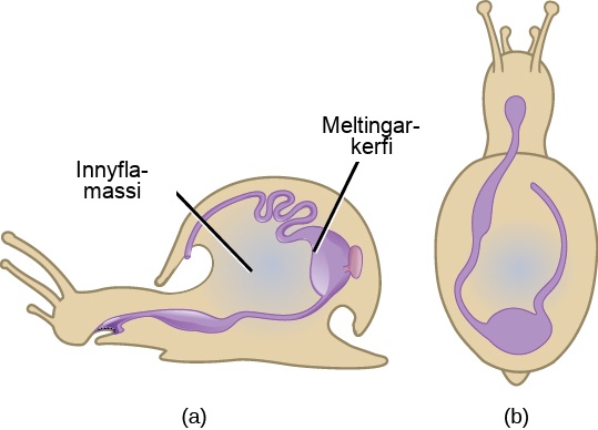 Illustration A shows a side view of a snail. The digestive system starts at the mouth, and continues to the stomach toward the back of the shell. The stomach empties into the intestines, which continue forward along the upper inside edge of the shell and end a cavity above the mouth. Illustration B shows a top view of a snail. From the mouth, the digestive tract curves toward the left, then hooks around to the right and goes back toward the front of the creature.