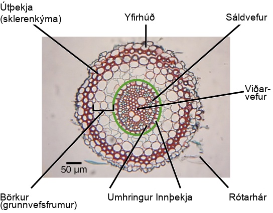The micrograph shows a root cross section. Xylem cells, whose cell walls stain red, are in the middle of the root. Patches of phloem cells, stained blue, are located at the edge of the ring of xylem cells. The pericycle is a ring of cells on the outer edge of the xylem and phloem. Another ring of cells, called the endodermis, surrounds the pericycle. Everything inside the endodermis is the sclera, or vascular tissue. Outside the endodermis is the cortex. The parenchyma cells that make up the cortex are the largest in the root. Outside the cortex is the exodermis. The exodermis is about two cells thick and is made up of sclerenchyma cells that stain red. Surrounding the exodermis is the epidermis, which is a single cell layer thick. A couple of root hairs project outward from the root.