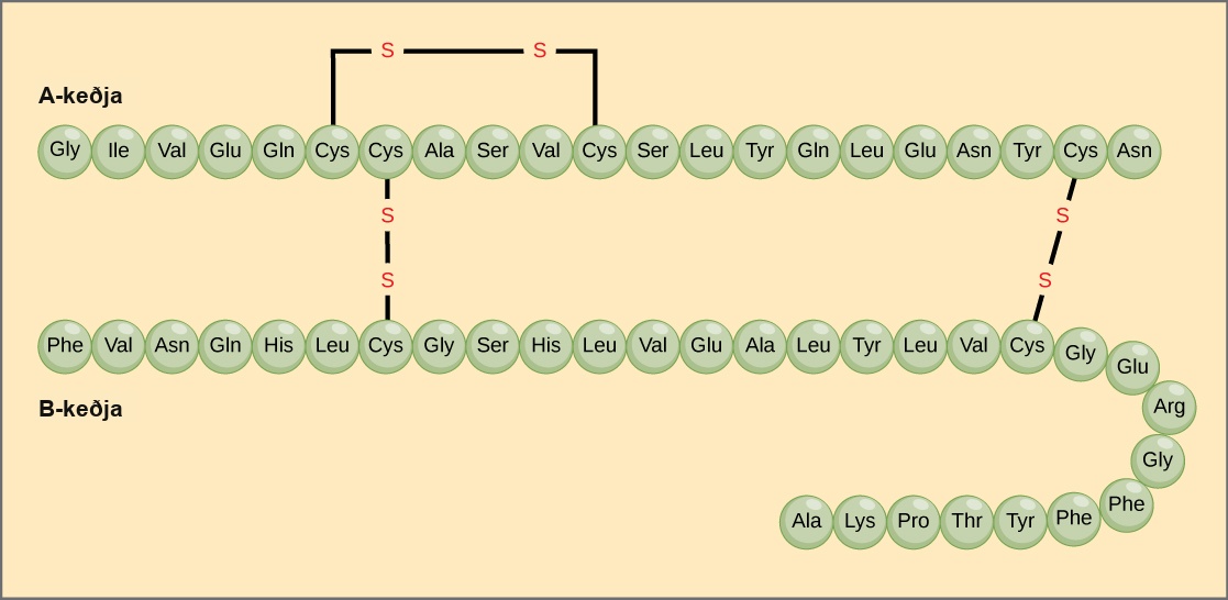 The amino acid sequences for the A chain and B chain of bovine insulin are shown. The A chain is 21 amino acids in length, and the B chain is 30 amino acids in length. One disulfide, or S S bond, connects two cysteine residues in the A chain. Two other disulfide linkages connect the A chain to the B chain.