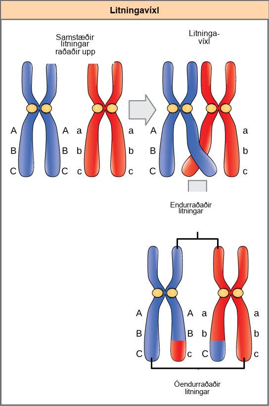 This illustration shows a pair of homologous chromosomes. One of the pair has the alleles upper case A upper case B upper case C, and the other has the alleles lower case a lower case b lower case c. During meiosis, crossover occurs between two of the chromosomes and genetic material is exchanged, resulting in one recombinant chromosome that has the alleles upper A upper B lower c and another that has the alleles lower a lower b upper C. The other two chromosomes are non-recombinant and have the same arrangement of genes as before meiosis.