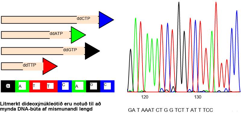 Part A shows a template D N A strand and newly synthesized strands that were generated in the presence of dideoxynucleotides that terminate the chain at different points to generate fragments of different sizes. Each dideoxynucleotide is labeled a different color. Part B shows a sequence readout that was generated after the D N A fragments were separated on the basis of size. The color of the fragment indicates the identity of the nucleotide at the end of a given fragment. By reading the colors in order, the D N A sequence can be determined.