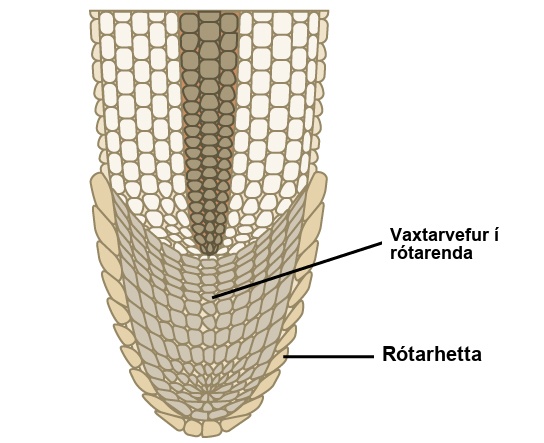 The illustration shows the tip of a root tapering to a rounded end. The entire inside of the rounded tip is the apical meristem, whose cells are smaller than the more mature cells further from the tip. The apical meristem is surrounded on the outside of the root by a single layer of cells called the root cap.