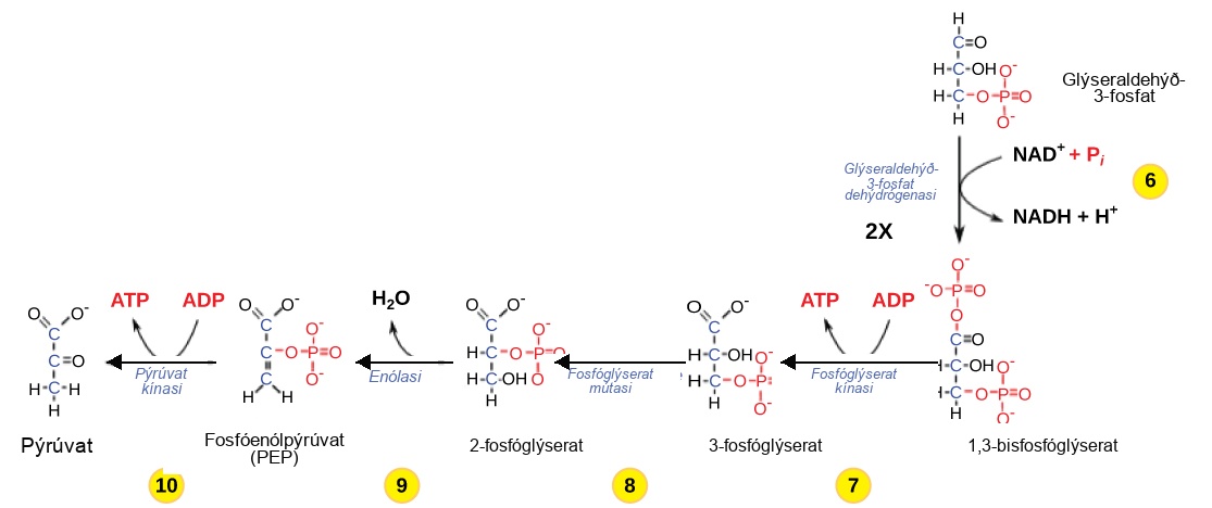 This illustration shows the steps in the second half of glycolysis. In step six, the enzyme glyceraldehyde dash 3 dash phosphate dehydrogenase produces one N A D H molecule and forms 1, 3 dash bisphosphoglycerate. In step seven, the enzyme phosphoglycerate kinase removes a phosphate group from the substrate, forming one A T P molecule and 3 dash phosphoglycerate. In step eight, the enzyme phosphoglycerate mutase rearranges the substrate to form 2 dash phosphoglycerate. In step nine, the enzyme enolase rearranges the substrate to form phosphoenolpyruvate. In step ten, a phosphate group is removed from the substrate, forming one A T P molecule and pyruvate.