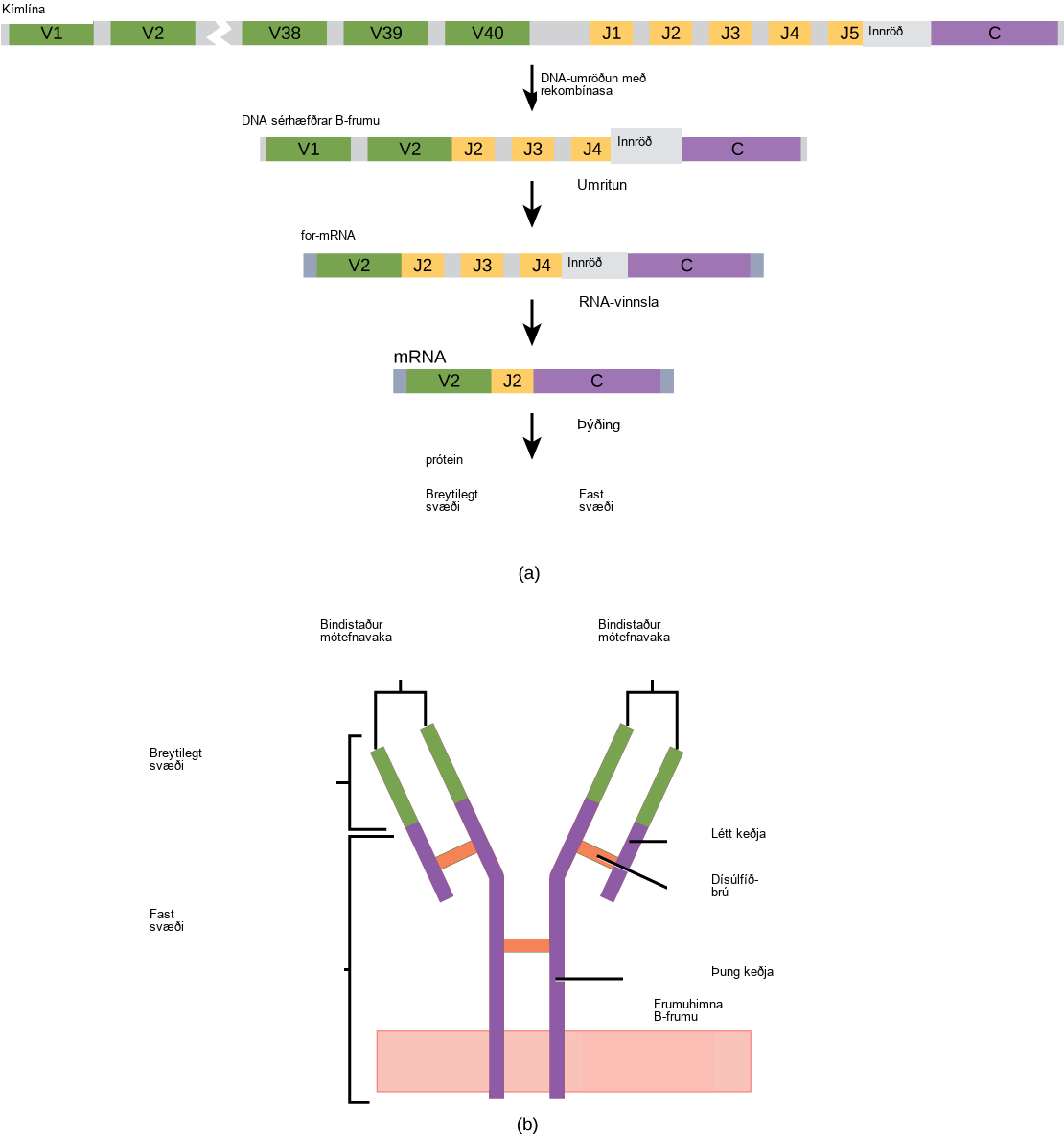 Part A shows the arrangement of gene segments encoding antibody light chains in a germ line B cell. The segment contains forty consecutive V regions, named V 1 through V 40, five consecutive J regions named J 1 through J 5, and a constant region. J5 and the constant region are separated by an intron. D N A recombinase splices out the portion of D N A containing segments V 3 through J 1, resulting in a differentiated B cell where the V 2 region is joined to the J 2 region. The gene is transcribed into pre R N A. R N A processing splices out all but the V 2, J 2 and C regions. Translation results in a protein with a variable region formed from the V 2 and J 2 segments, and a constant region formed from the C region. In part B, the light chain joins the heavy chain to form a Y shaped antibody.
