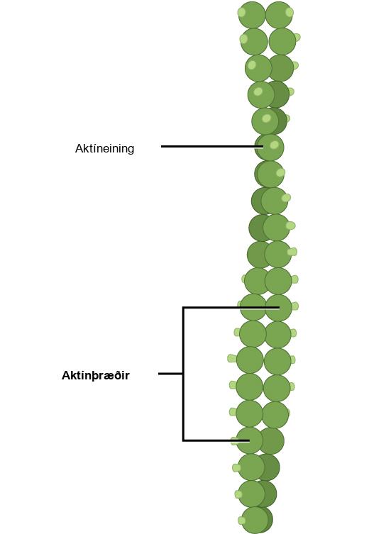 This illustration shows two actin filaments wound together. Each actin filament is composed of many actin subunits connected together to form a chain.