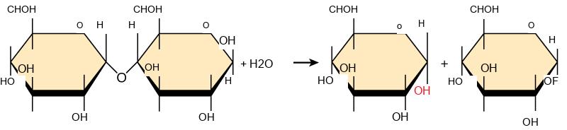 Shown is the breakdown of maltose to form two glucose monomers. Water is a reactant. The water molecule, upper case H subscript 2 baseline upper case O, breaks apart, with upper O upper H obtained by one of the glucose molecules, and upper H obtained by the second glucose molecule.