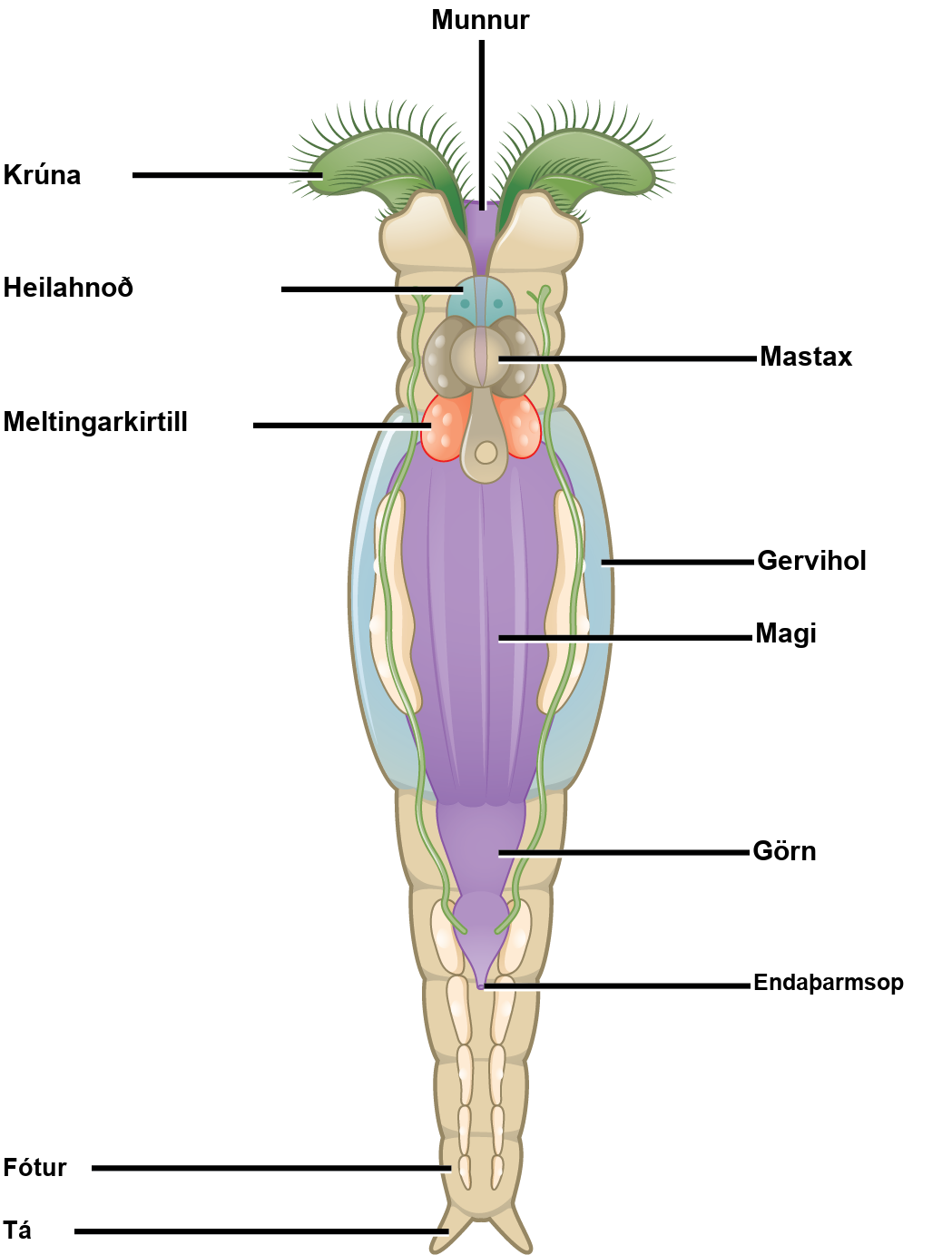 The illustration shows long, tube-shaped animal with a crown-like corona on top. Cilia fringe the top of the corona. Between the two lobes of the corona is the mouth, which leads to the stomach, intestine, and anus. The mastax surround the mouth, and beneath the mastax is a digestive gland. The pseudocoel surrounds the stomach. At the bottom if the animal is a foot that stands on two toes.