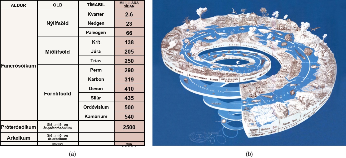 Table A describes eras in earth's history associated with evolution of plant groups. In the first column earth's history is divided into four eons, the Pre Archean- Hadean, Archaean, Proterozoic, Phanerozoic. The oldest eon, the Pre Archean, spans the beginning of earth's history to about 3.8 billion years ago. The Archean eon spans 2.5 to 3.8 billion years ago, and the Proterozoic spans 540 million to 2.5 billion years ago. The second column lists the eras within each eon. The Phanerozoic eon, from 540 million years ago to present time, is sub divided into the Paleozoic, Mesozoic and Cenozoic eras. The third column lists the periods within each. The Paleozoic era, from 250 to 540 million years ago, is further divided into seven periods: the Cambrian from 500 to 540 million years ago, the Ordovician from 435 to 500 million years ago, the Silurian from 410 to 435 million years ago, the Devonian from 319 to 410 million years ago, the Carboniferous from 290 to 290 million years ago, and the Permian from 250 to 290 million years ago. The Mesozoic era, from 66 to 250 million years ago, is divided into three periods, the Triassic from 205 to 250 million years ago, the Jurassic from 138 to 205 million years ago, and the Cretaceous, from 66 to 138 million years ago. The Cenozoic era, from 66 million years ago to modern times, is divided into three eras, the Paleogene from 23 to 66 million years ago, Neogene from 2.6 to 23 million years ago, and the Quaternary from present to 2.8 million years. The last column indicates the time periods in millions of years. Illustration B shows geological periods in a spiral starting with the beginning of earth's history at the bottom and ending with modern times at the top. The diversity and complexity of life increases toward the top of the spiral.