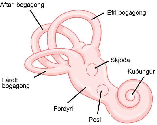 Skýringarmynd af kuðungi, fordyri, skjóðu, posa og þremur bogagöngum jafnvægiskerfisins.
