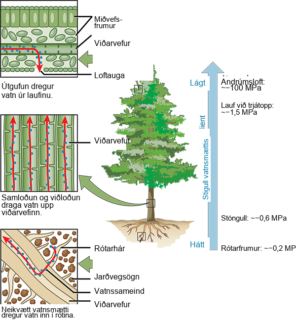 Illustration shows a pine tree. A blowup of the root indicates that negative water potential draws water from the soil into the root hairs, then into the root xylem. A blowup of the trunk indicates that cohesion and adhesion draws water up the xylem. A blowup of a leaf shows that transpiration draws water from the leaf through the stoma. Next to the tree is an arrow showing water potential, which is low at the roots and high in the leaves. The water potential varies from approximately 0.2 upper case M upper case P lower case a, in the root cells to approximately 0.6 M P a in the stem and from approximately 1.5 M P a in the highest leaves, to approximately 100 M P a in the atmosphere.