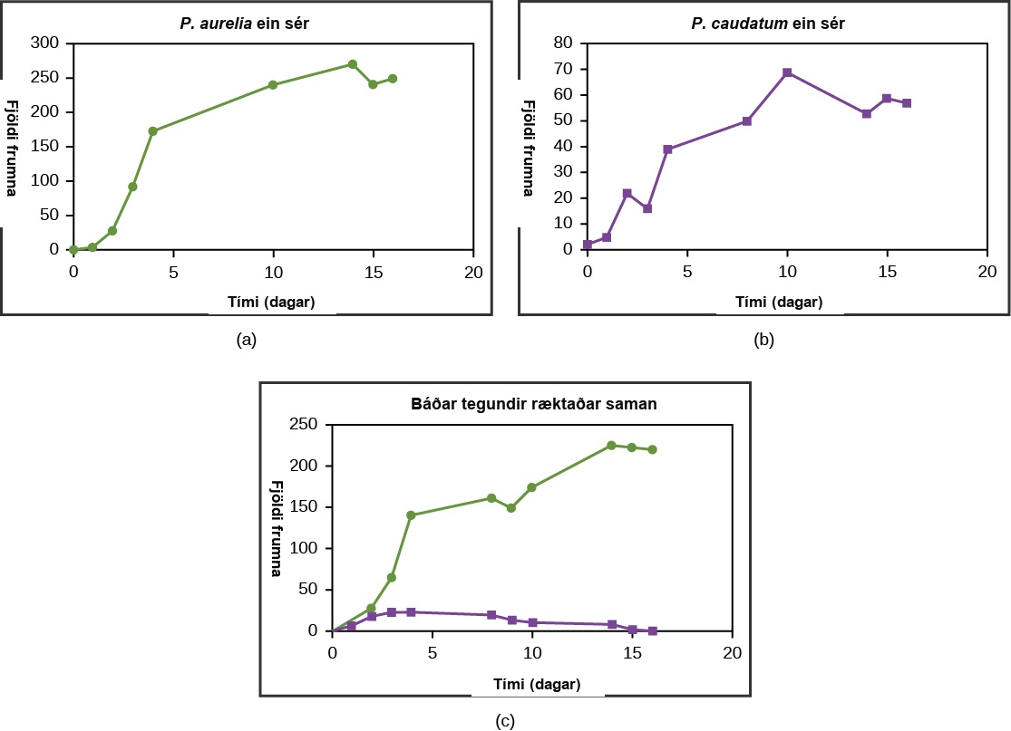 Graphs a, b, and c all plot number of cells versus time in days. In Graph (a), P. aurelia is grown alone. In graph (b), P. caudatum is grown alone. In graph (c), both species are grown together. When grown apart, the two species both exhibit logistic growth and grow to a relatively high cell density. When the two species are grown together, P. aurelia shows logistic growth to nearly the same cell density as it exhibited when grown alone, but P. caudatum hardly grows at all, and eventually its population drops to zero.