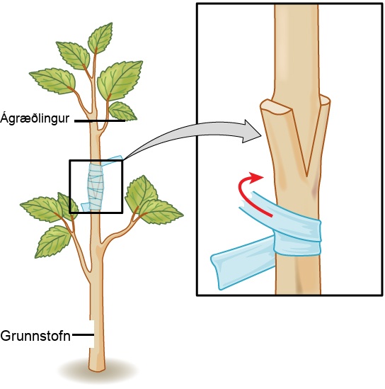 Illustration shows the trunk of a sapling, which has been split. This is labeled as the stock. The upper part of a different sapling is wedged into the split and taped so that the two parts can grow together. This is labeled as the scion.