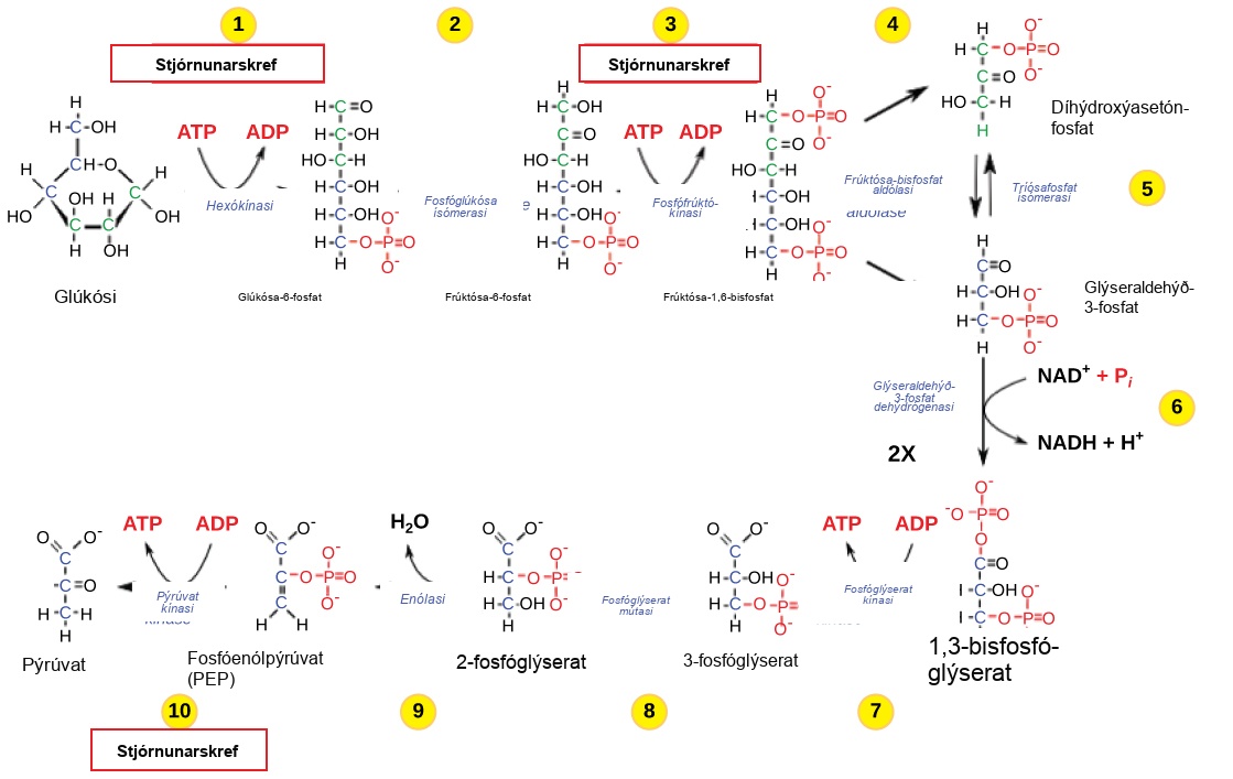 This illustration shows that glycolysis is regulated via three key enzymes: hexokinase, phosphofructokinase, and phosphoglycerate kinase. The first two enzymes hydrolyze an ATP and the third one produces ATP.