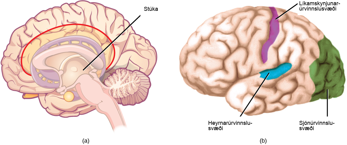 Skýringarmynd sem sýnir stúku í heila og sjón-, heyrnar- og líkamsskynsvæði í heilaberki.