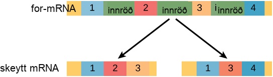 A pre m R N A has four exons separated by three introns. The pre m R N A can be alternatively spliced to create two different mRNA molecules, each with three exons. One mRNA contains exons one, two, and three. The other mRNA contains exons one, three and four. Each of the two mRNA molecules will produce two different polypeptides.