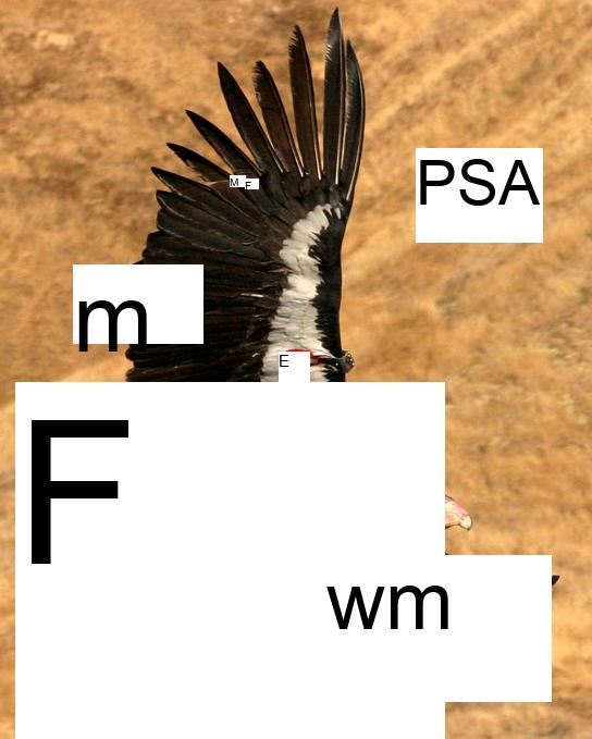 Photo shows a large bird with an extremely wide wingspan in flight. It is a California condor, and it has a tag on its wing.
