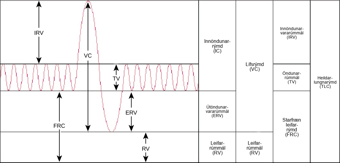 The chart shows the exchange of air during inhalation and exhalation, which resembles a wave pattern. During normal breathing, only about eight percent of air in the lungs is exchanged, and the amount of air in the lungs is one-half the total lung capacity. When a person breathes in deeply, total lung capacity is attained. The amount of air taken in is called the inspiratory capacity. Forceful exhalation results in expulsion of the expiratory reserve volume. A residual volume of air of about eight percent is left in the lungs. The vital capacity is the difference between the total lung capacity and the residual volume. The inspiratory reserve volume is the difference between the total lung capacity and the amount of air in the lungs after taking a normal breath. The functional residual capacity is the amount of air in the lungs after normal exhalation.