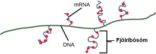 Illustration shows a portion of a D N A molecule. Multiple strands of m R N A hang off of the D N A at the locations where m R N A is being transcribed. Each m R N A strand has multiple ribosomes attached at different locations along its length, creating proteins. One m R N A strand with multiple ribosomes attached to it is labelled a polyribosome.