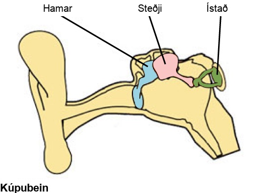 Teikning sýnir þrjú bein miðeyrans, hamar, steðja og ístað, tengd inni í hlustinni.