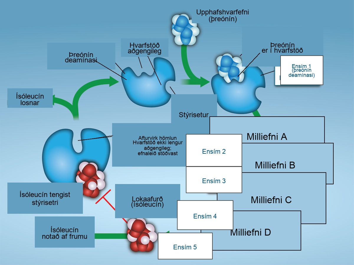 This diagram shows a metabolic pathway in which three enzymes convert a substrate, in three steps, into a final product. The image shows isoluecine binding to a allosteric site, which inhibits Threonine from binding to the active site. When Isoleucine is no longer bound, Threonine binds to the active site. Then it proceeds through four additional enzymes labeled intermediate A, B, C, and D.