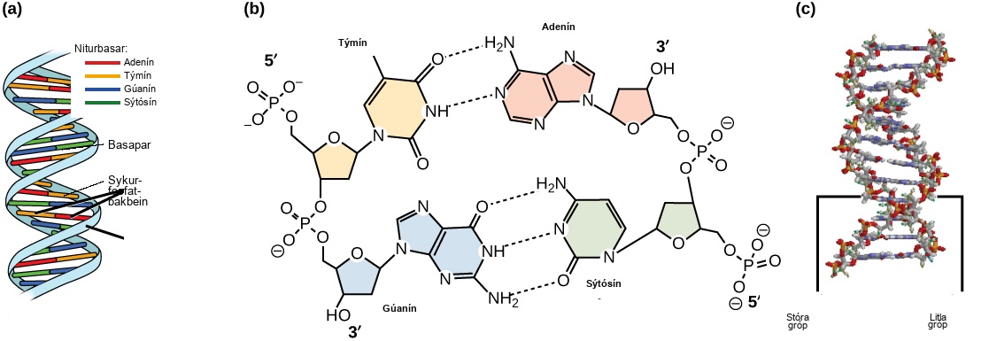 Part A shows an illustration of a D N A double helix, which has a sugar phosphate backbone on the outside and nitrogenous base pairs on the inside. Part B shows base pairing between thymine and adenine, which form two hydrogen bonds, and between guanine and cytosine, which form three hydrogen bonds. Part C shows a molecular model of the D N A double helix. The outside of the helix alternates between wide gaps, called major grooves, and narrow gaps, called minor grooves.