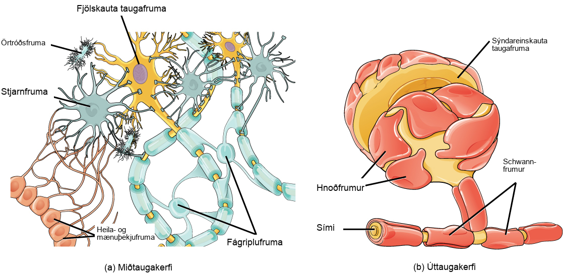 Illustration A shows various types of glial cells surrounding a multipolar nerve of the central nervous system. Oligodendrocytes have an oval body and protrusions that wrap around the axon. Astrocytes are round and slightly larger than neurons, with many extensions projecting outward to neurons and other cells. Microglia are small and rectangular, with many fine projections. Ependymal cells have small, round bodies lined up in a row. Long extensions connect from the ependymal cells to an astrocyte. Illustration B shows a pseudounipolar cell of the peripheral nervous system. Schwann cells wrap around the branched axon, and satellite cells surround the neuron cell body.